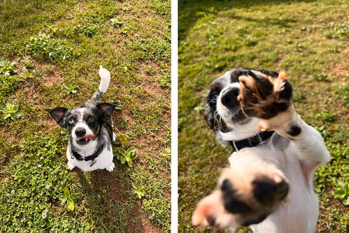 Oreo photo 2