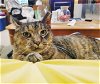 adoptable Cat in phila, PA named Serena