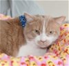 adoptable Cat in , PA named Harry the Hunk