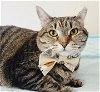 adoptable Cat in adel, IA named Nova