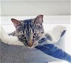adoptable Cat in philadelphia, PA named Clancy