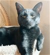 adoptable Cat in adel, IA named Donner