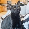 adoptable Cat in adel, IA named Dasher