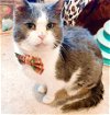 adoptable Cat in phila, PA named DB Sweeney