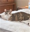 adoptable Cat in , PA named Iris Rue