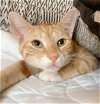 adoptable Cat in philadelphia, PA named Foxy Lupine