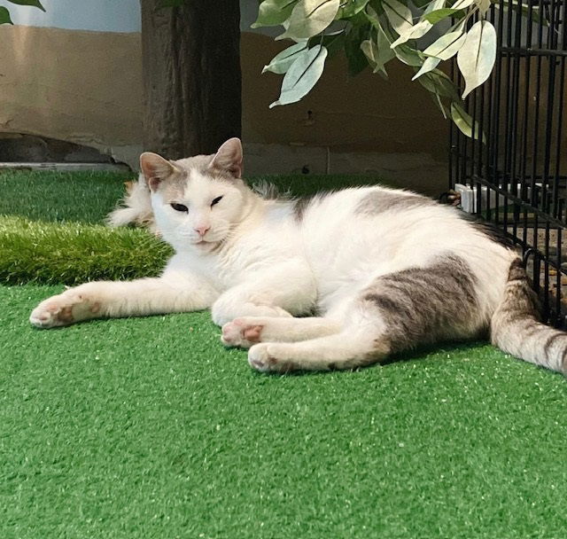 adoptable Cat in Philadelphia, PA named Tobias