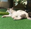 adoptable Cat in adel, IA named Tobias
