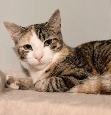 adoptable Cat in Glenside, PA named Shorti