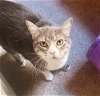 adoptable Cat in adel, IA named Chubbers