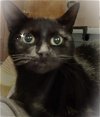 adoptable Cat in adel, IA named Cleopatra