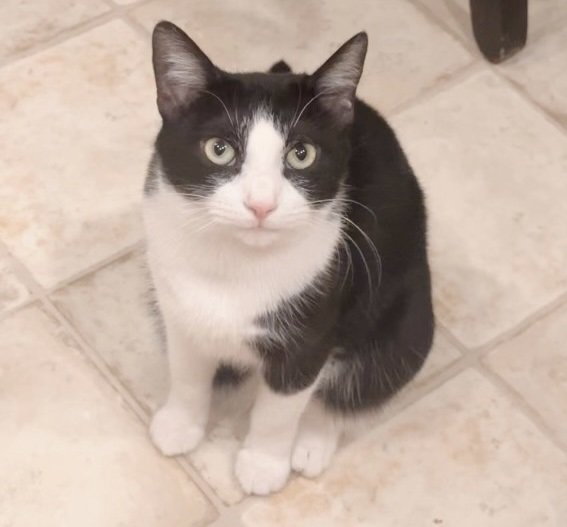 adoptable Cat in Philadelphia, PA named Skunk