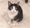 adoptable Cat in philadelphia, PA named Skunk