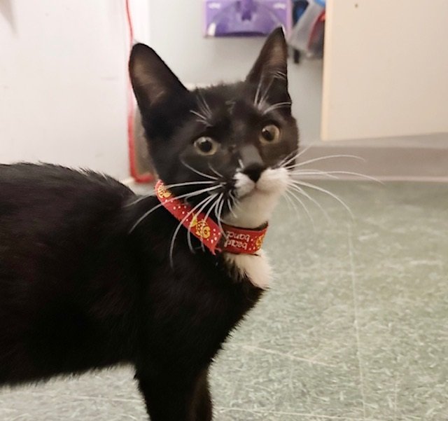 adoptable Cat in Jenkintown, PA named Frankie