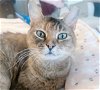 adoptable Cat in phila, PA named Gigi