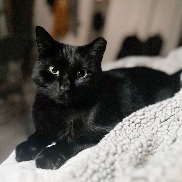 adoptable Cat in Philadelphia, PA named Black Olive