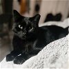 adoptable Cat in adel, IA named Black Olive