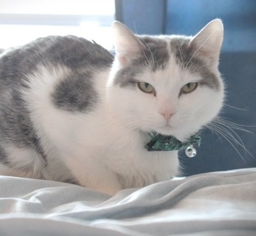 adoptable Cat in Jenkintown, PA named Garnet