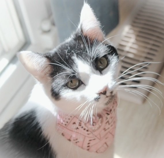 adoptable Cat in Jenkintown, PA named Jade