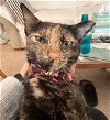 adoptable Cat in adel, IA named Chickpea