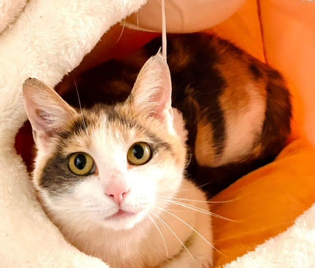 adoptable Cat in Maple Shade, NJ named Callie