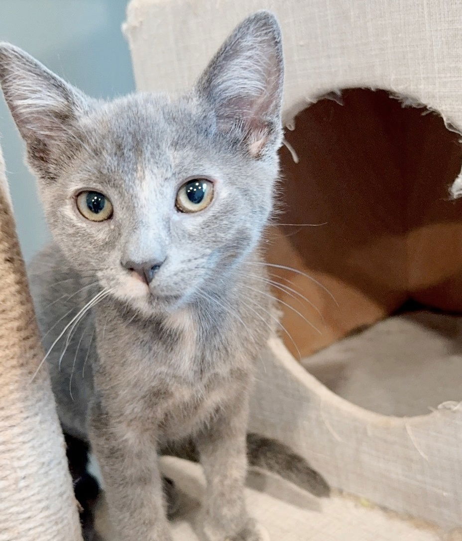 adoptable Cat in Levittown, PA named Mew