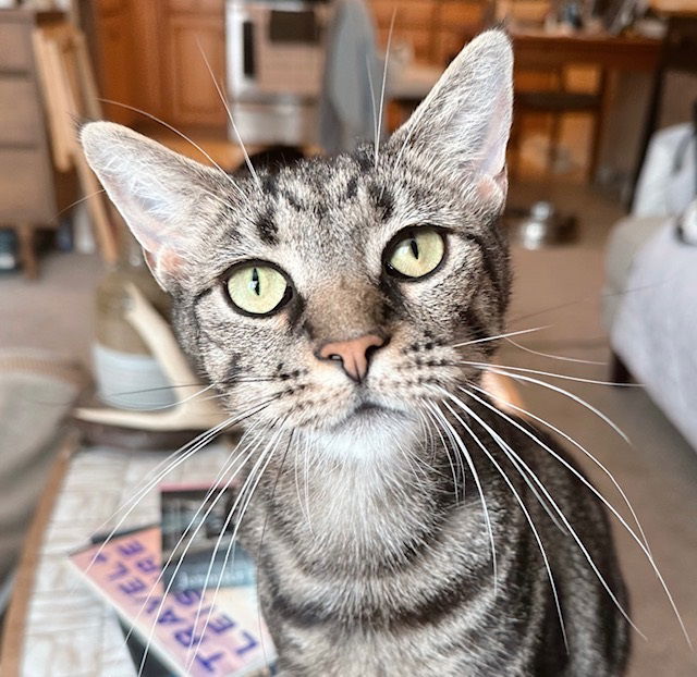 adoptable Cat in Philadelphia, PA named French Fry