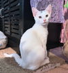 adoptable Cat in  named Pip