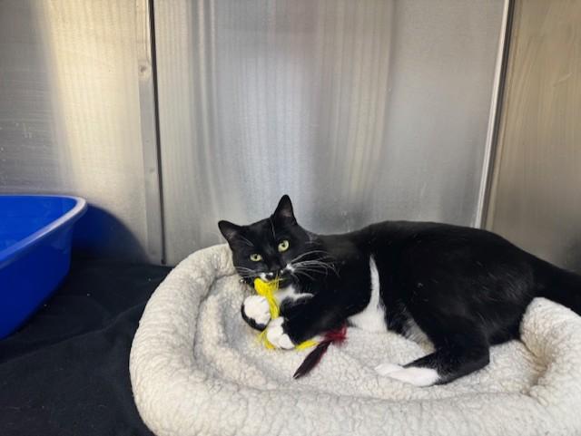 adoptable Cat in Philadelphia, PA named Batman