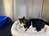 adoptable Cat in  named Batman