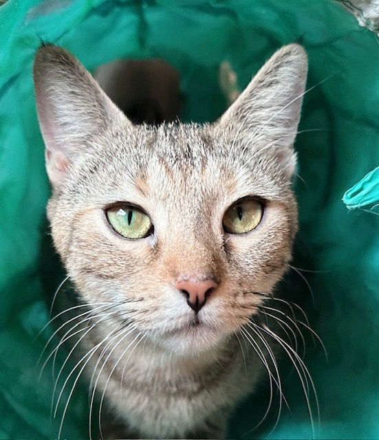 adoptable Cat in Philadelphia, PA named Shrimp