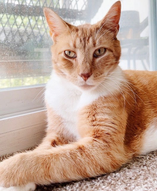 adoptable Cat in Philadelphia, PA named Big Ginger