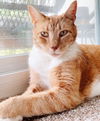 adoptable Cat in  named Big Ginger