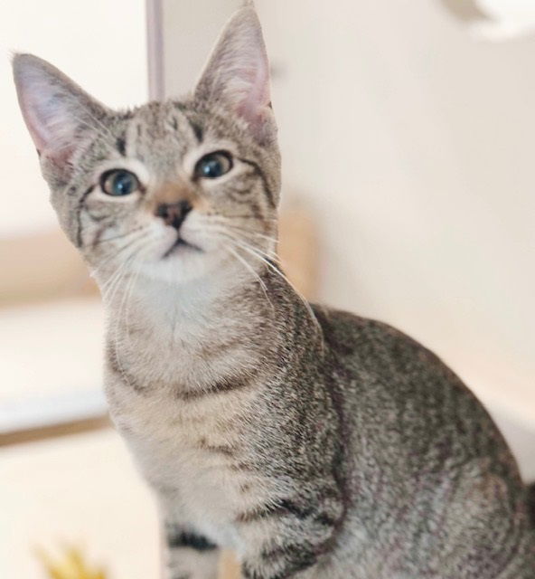 adoptable Cat in Maple Shade, NJ named Baby