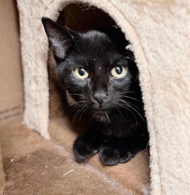 adoptable Cat in Maple Shade, NJ named Barney