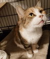 adoptable Cat in  named Frankie