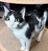adoptable Cat in  named Patter