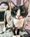 adoptable Cat in  named Pitter