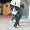 adoptable Cat in  named Pilaf