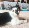 adoptable Cat in  named Rorschach