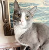 adoptable Cat in  named Brooksie