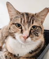 adoptable Cat in  named Tabitha