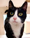 adoptable Cat in  named Lola