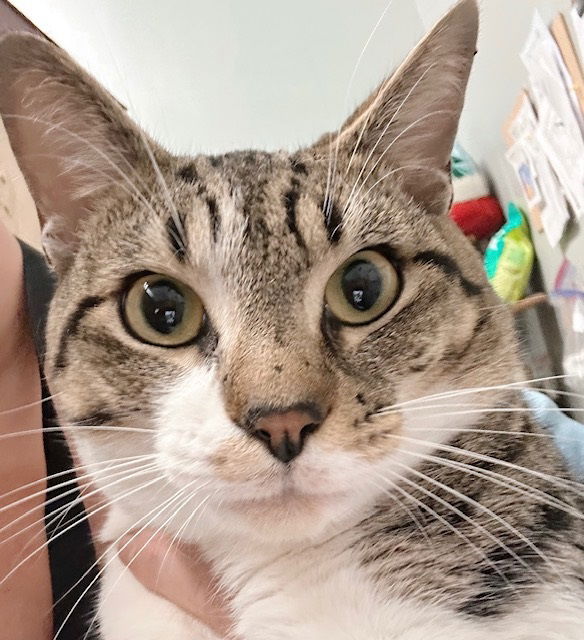 adoptable Cat in Philadelphia, PA named Jasper