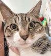 adoptable Cat in  named Jasper