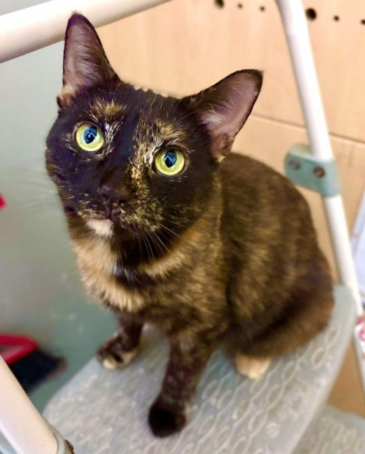 adoptable Cat in Philadelphia, PA named Pepita