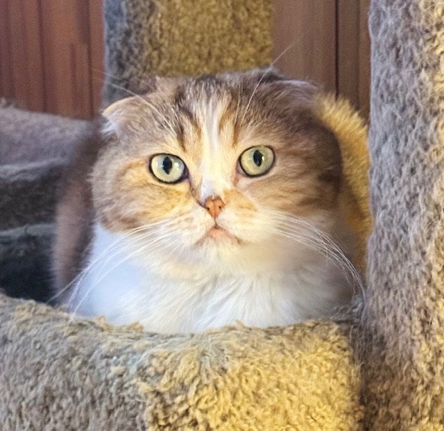 adoptable Cat in Philadelphia, PA named Teapot