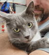 adoptable Cat in  named AJ