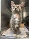 adoptable Cat in baytown, tx, TX named GREY