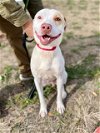 adoptable Dog in baytown, TX named BAILEY